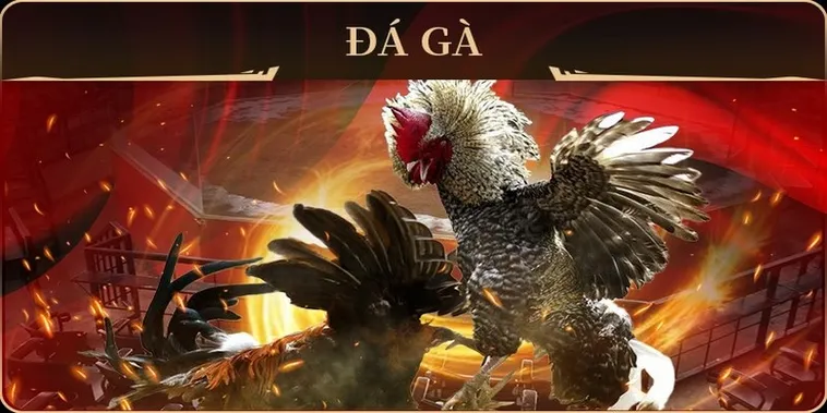 Hướng Dẫn Toàn Tập Về Cách Chơi Đá Gà GA28 Tại Sảnh EV88