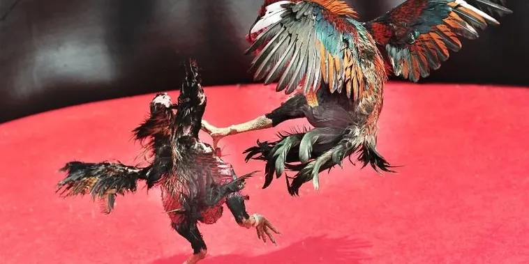 Bật Mí Kinh Nghiệm Chơi Đá Gà Sabong Tại EV88 Từ Chuyên Gia 1 Bật Mí Kinh Nghiệm Chơi Đá Gà Sabong Tại EV88 Từ Chuyên Gia