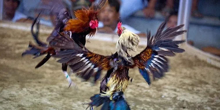 Bật Mí Kinh Nghiệm Chơi Đá Gà Sabong Tại EV88 Từ Chuyên Gia 2 Bật Mí Kinh Nghiệm Chơi Đá Gà Sabong Tại EV88 Từ Chuyên Gia